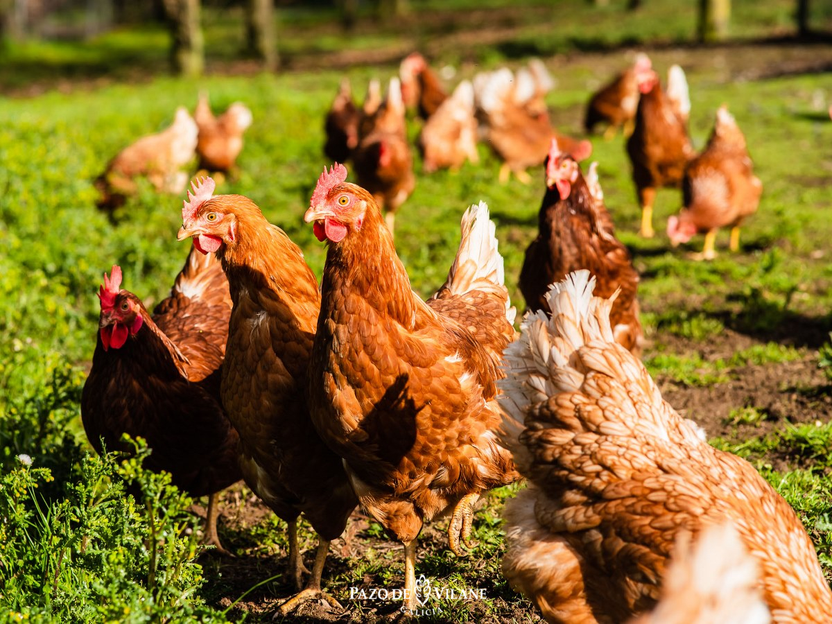 Gallinas